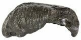 Fossil Whale Ear Bone - Miocene #63530-1